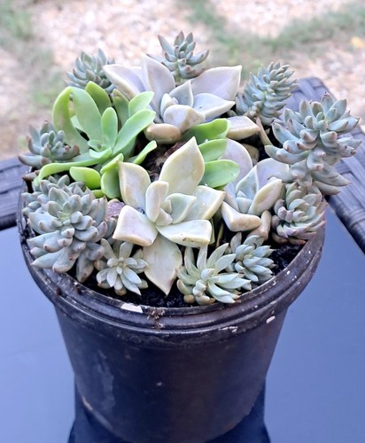 Plantes grasses diverses dans - ,