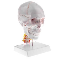 1: 1 Crâne De Tête Humaine