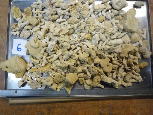 Coraux corail bartonien - ,