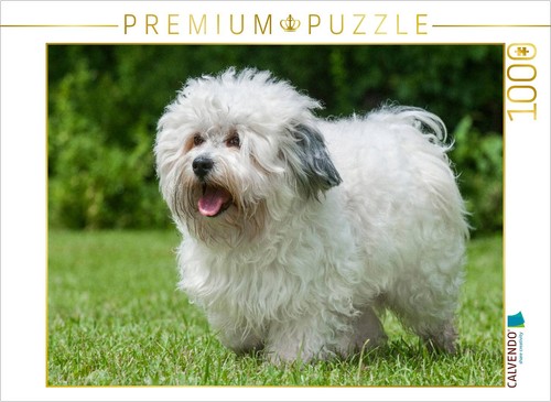 Puzzle calvendo bichon - calvendo, le