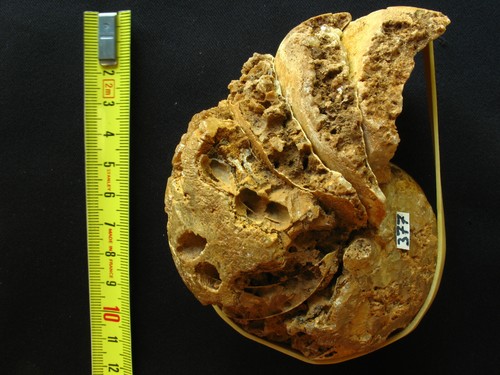 Fossile céphalopode - fossile,