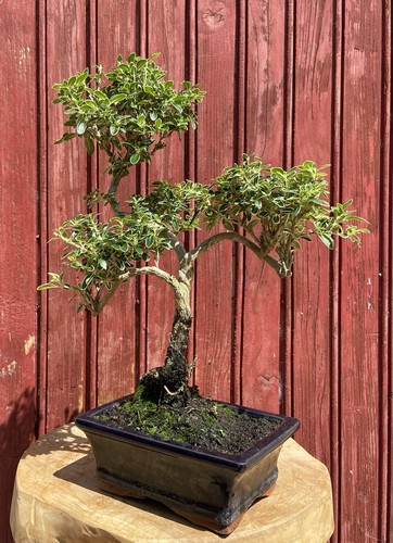 Bonsaï serissa foetida - serissa,