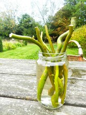 SAULE TORTUEUX   OU TORDU  5