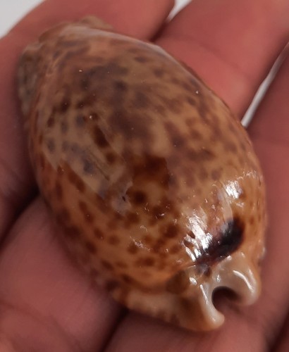 Curiosité taxidermie - curiosité,