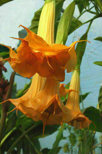 Double orange datura metel - datura,