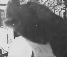 Barking Boston Terrier Close