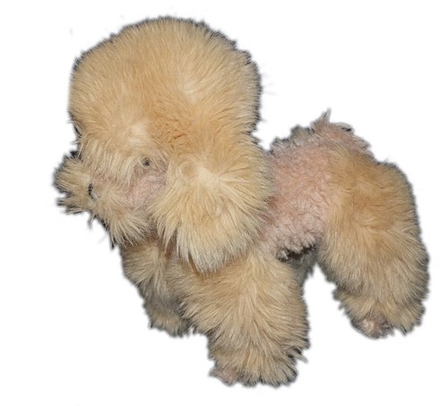 Anima peluche chien - peluche, beige
