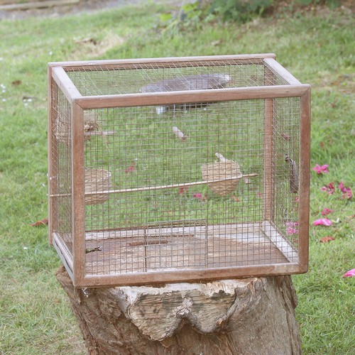 Cage oiseaux ancienne en - oiseaux,
