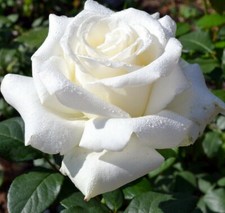50x graines de Rosier Grimpant Blanc - 50x Climbing White Rose rosebush seeds
