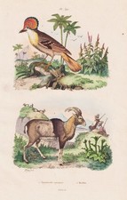 Moulin Mouflon Oiseaux Oiseaux