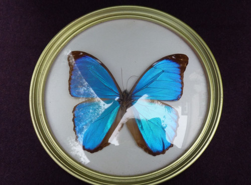 Entomologie papillon morpho - papillon, :