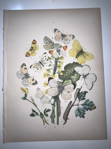 Butterflies moths entomology - &,
