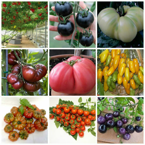450 graines tomate rares en - de,