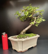 Bonsai Shohin Yamadori