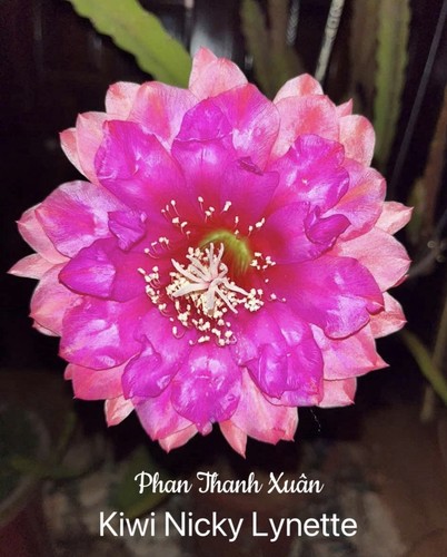 Lot 2 épiphyllums - 🌸,