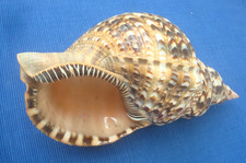 V70  Très Grand Coquillage
