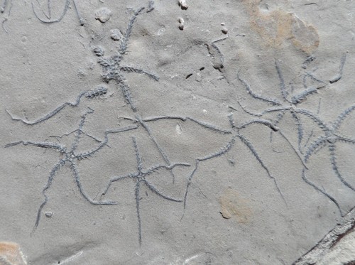 Ophiures fossiles jurassiques - ophiures,