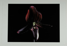 Francis Apesteguy, orchidée Paphiopedilum  vintage print. Tirage argentique 
