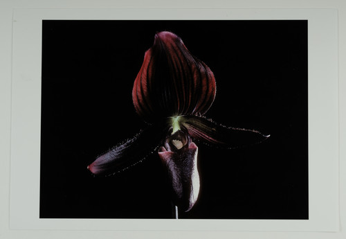 Francis apesteguy orchidée - francis, apesteguy,