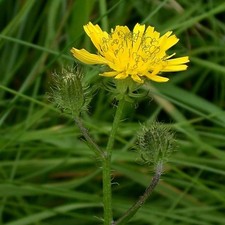 BRISTLY HAWK'S-BEARD - CREPIS