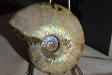 RARE grande ammonite