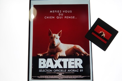 Baxter bull terrier ektachrome - baxter,