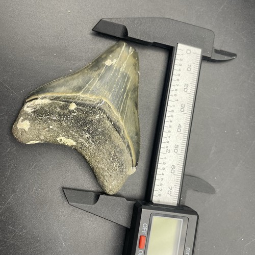 Megalodon shark tooth - shark, venice