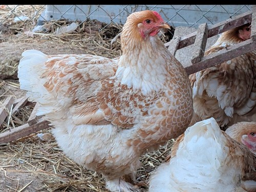 Buff laced brahma hatching - buff,