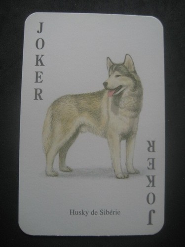 Joker nº715 husky sibérien - nº715.,