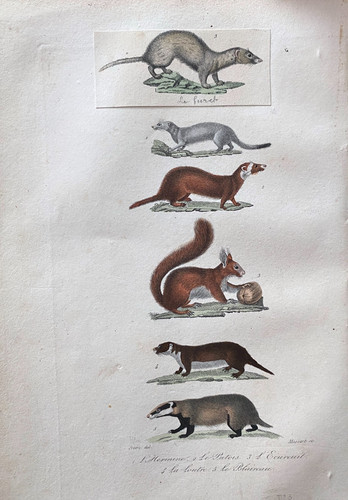 Lithographie buffon 1837 - lithographie,