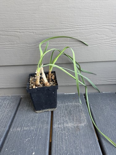 Bulbs boophone disticha - bulbs, rare