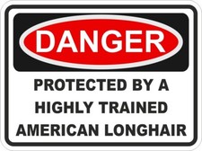 Américain Poil Long Chat