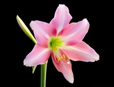 Hippeastrum doraniae
