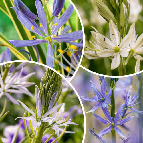 Bulbes camassia rustique - bulbes,
