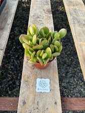  Crassula Ovata, Jade Plant in 4" Pot