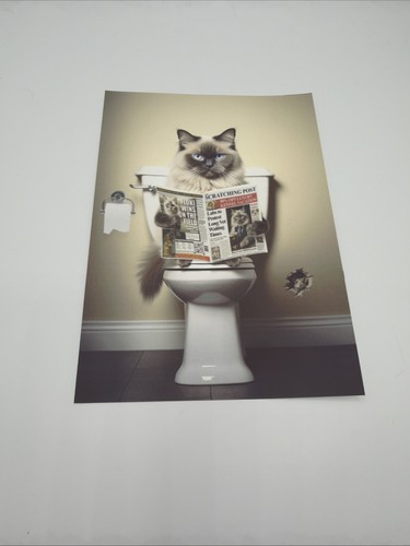 Affiche chat sacré - chat, de