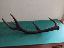 BOIS MUE CERF TEINT 5 CORS