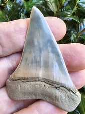 2.52"Lee Creek Hastalis Shark Tooth Fossil Not Megalodon