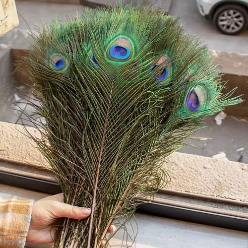 Plumes paon réelles - de,