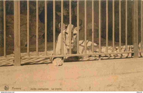 Carte postale animaux - carte,