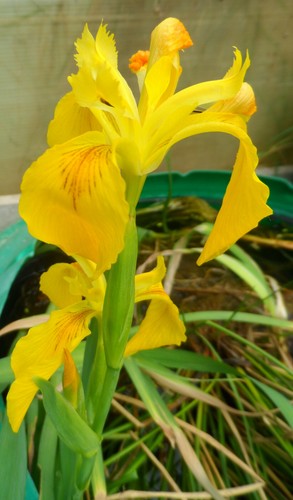 Plants iris jaune des marais - 1,