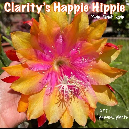 Rare epiphyllum clarity s - rare,