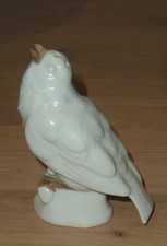 oiseau salière saleron en