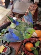 Ancienne taxidermie oiseau