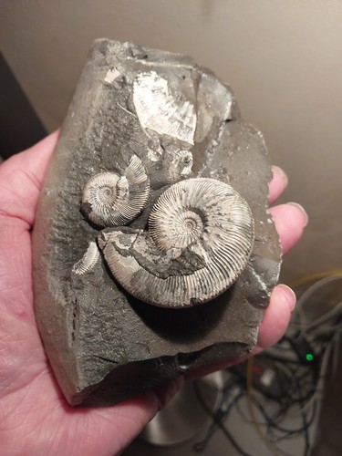 Kosmoceras jason sur bloc - kosmoceras,