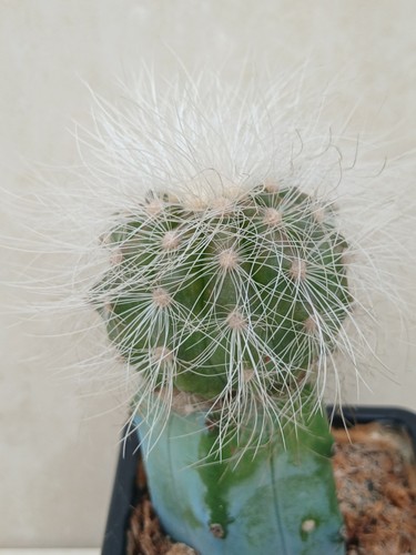 Copiapoa krainziana cactus - copiapoa,