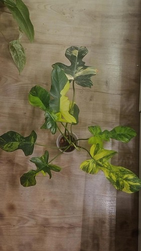 Philodendron florida beauty - beauty, x