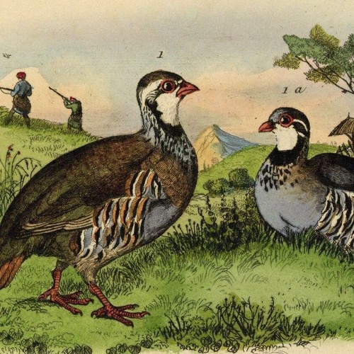 Histoire naturelle oiseau - histoire,