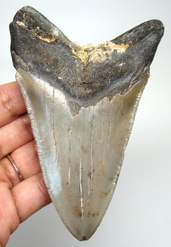 Megalodon shark tooth real - megalodon,