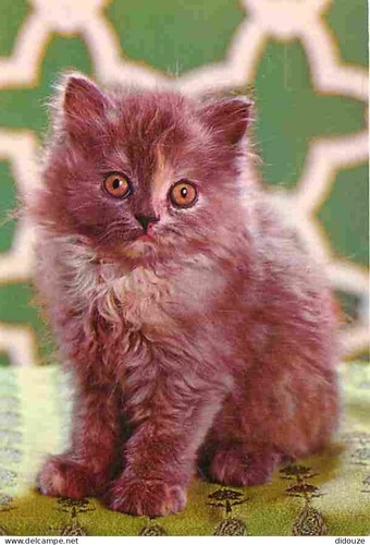 Carte postale animaux - -,